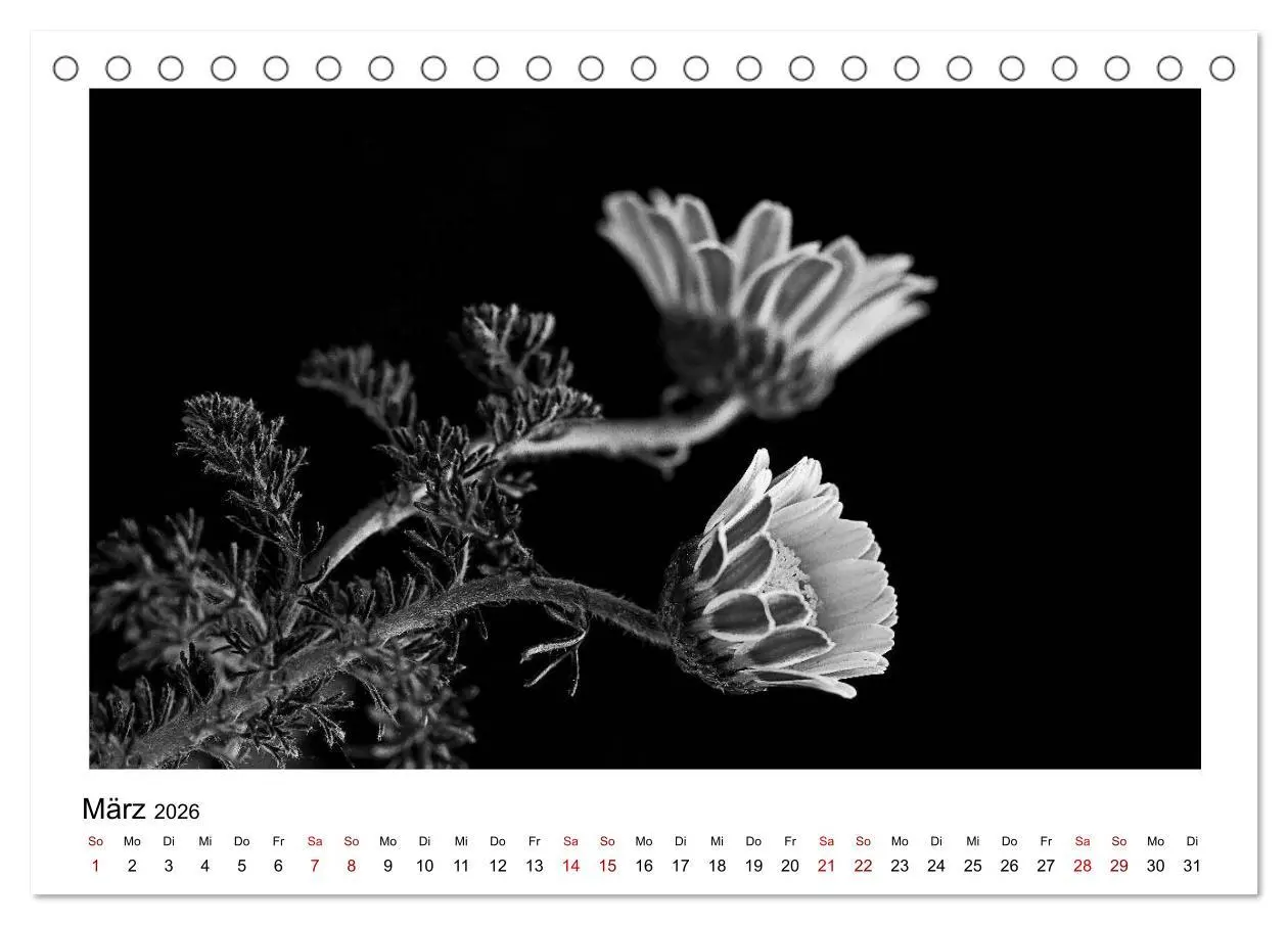 Bild: 9783457899915 | Die grafische Schönheit der Pflanzen - Schwarz-Weiß (Tischkalender...