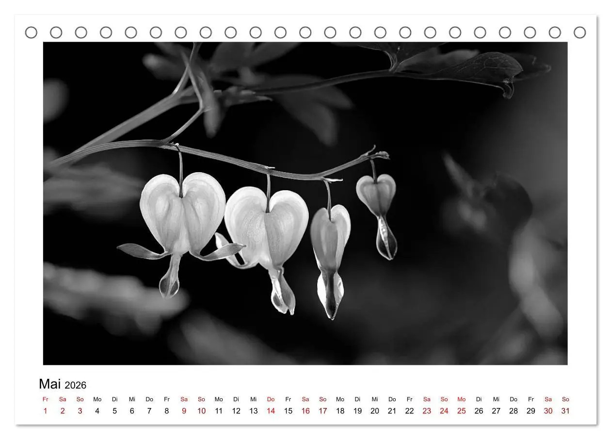 Bild: 9783457899915 | Die grafische Schönheit der Pflanzen - Schwarz-Weiß (Tischkalender...