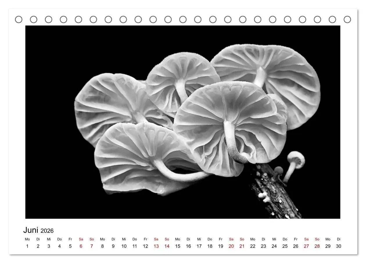 Bild: 9783457899915 | Die grafische Schönheit der Pflanzen - Schwarz-Weiß (Tischkalender...