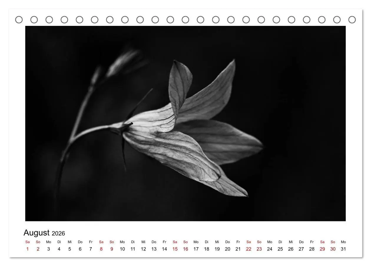 Bild: 9783457899915 | Die grafische Schönheit der Pflanzen - Schwarz-Weiß (Tischkalender...
