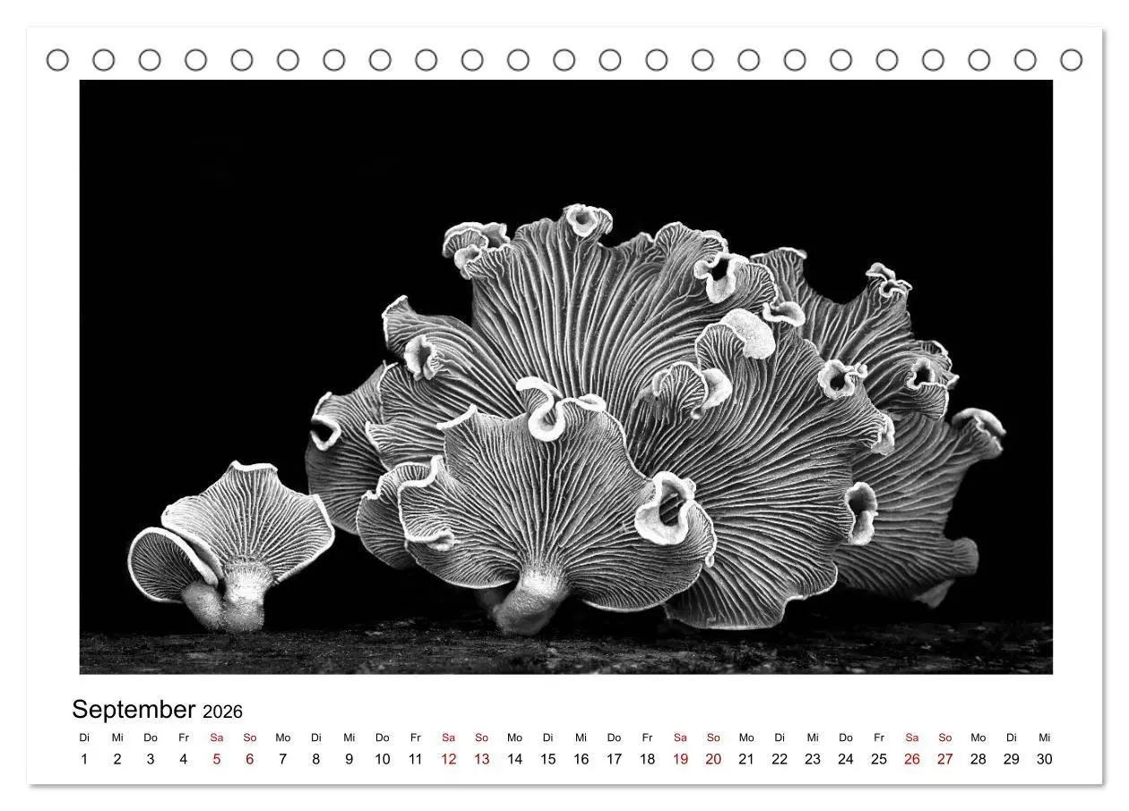 Bild: 9783457899915 | Die grafische Schönheit der Pflanzen - Schwarz-Weiß (Tischkalender...