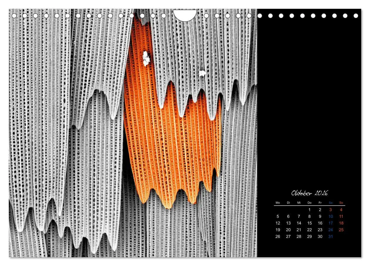 Bild: 9783457840016 | strucTEMs Mikrowelt - Winzige Nachbarn ganz groß (Wandkalender 2026...