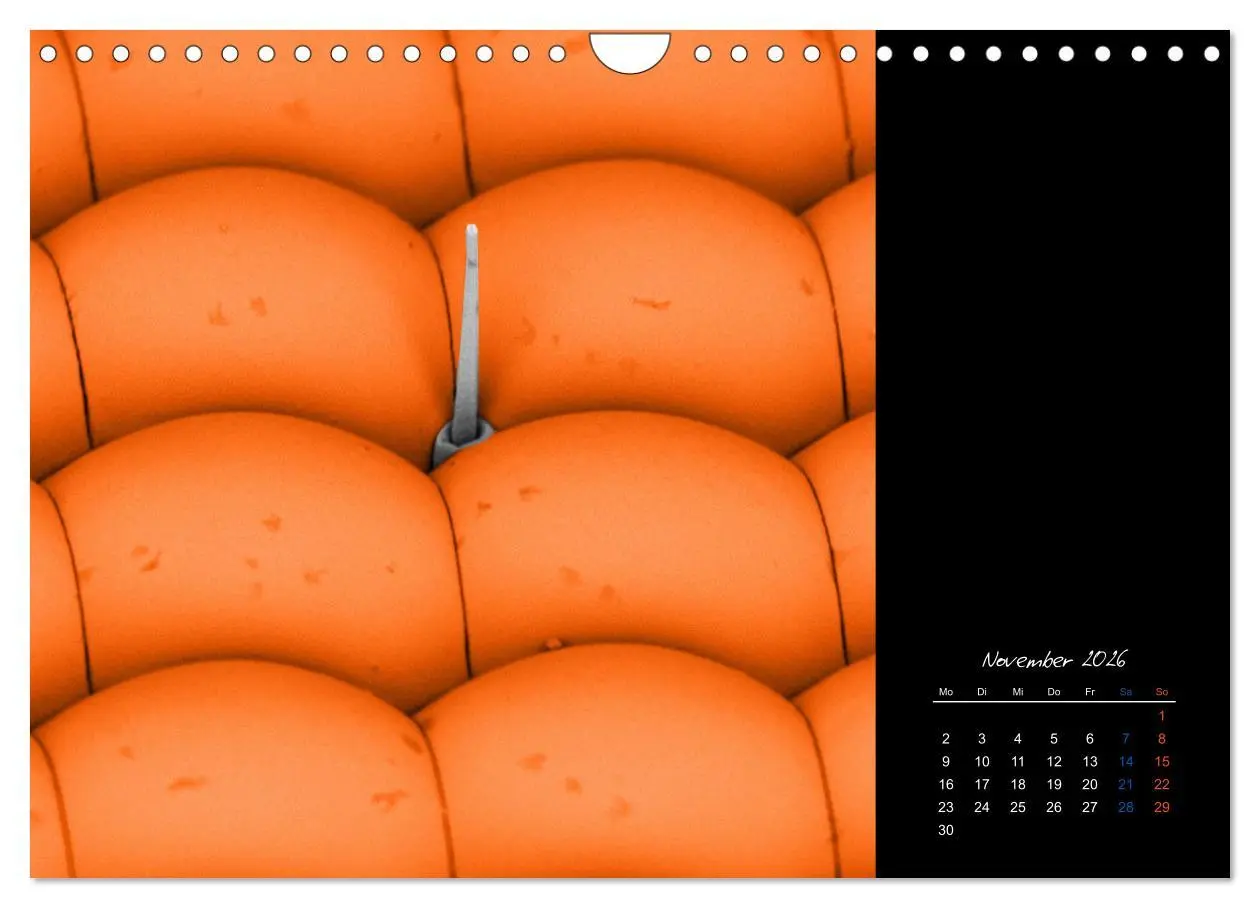 Bild: 9783457840016 | strucTEMs Mikrowelt - Winzige Nachbarn ganz groß (Wandkalender 2026...