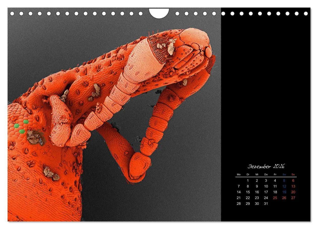 Bild: 9783457840016 | strucTEMs Mikrowelt - Winzige Nachbarn ganz groß (Wandkalender 2026...