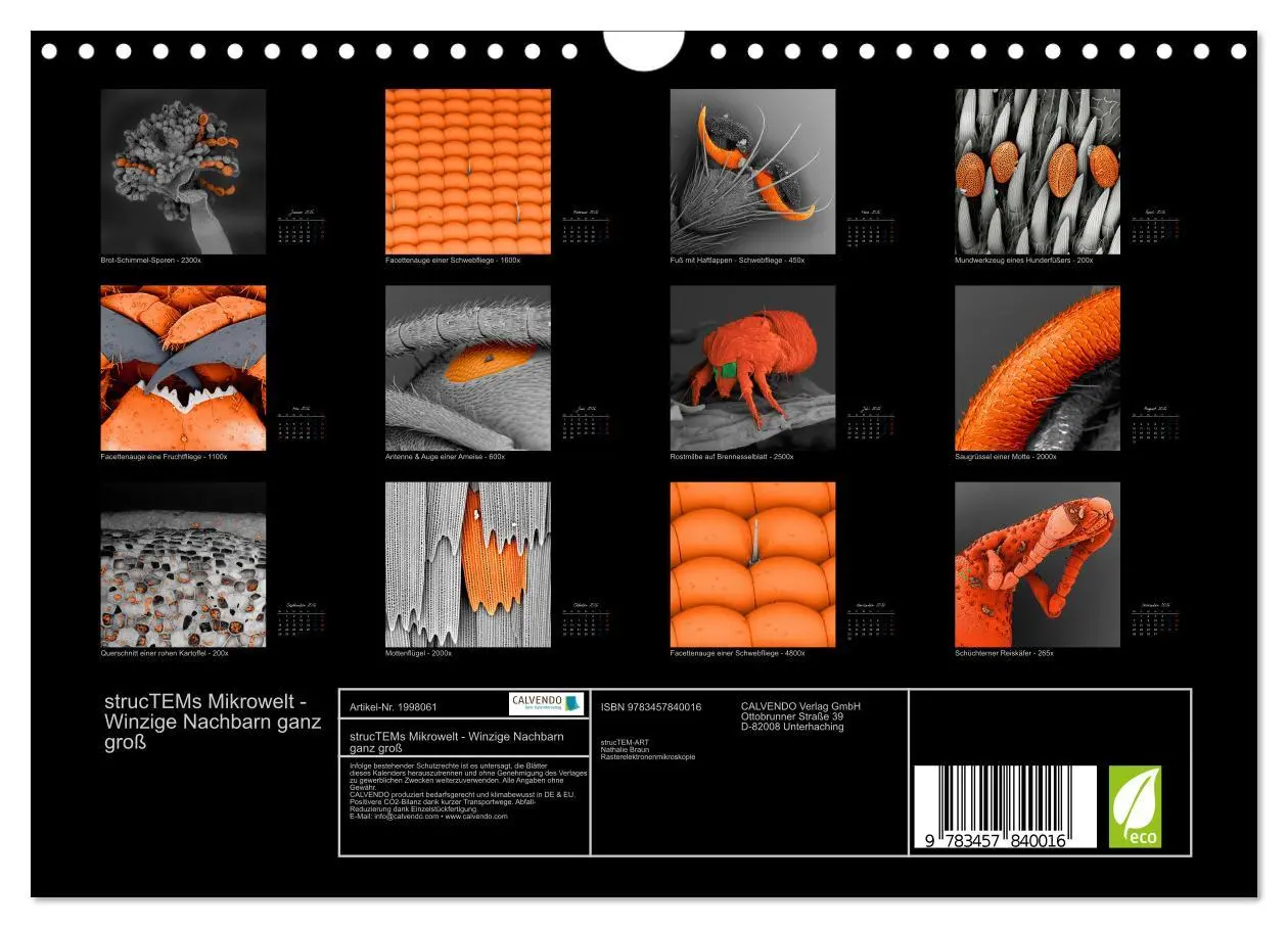 Bild: 9783457840016 | strucTEMs Mikrowelt - Winzige Nachbarn ganz groß (Wandkalender 2026...