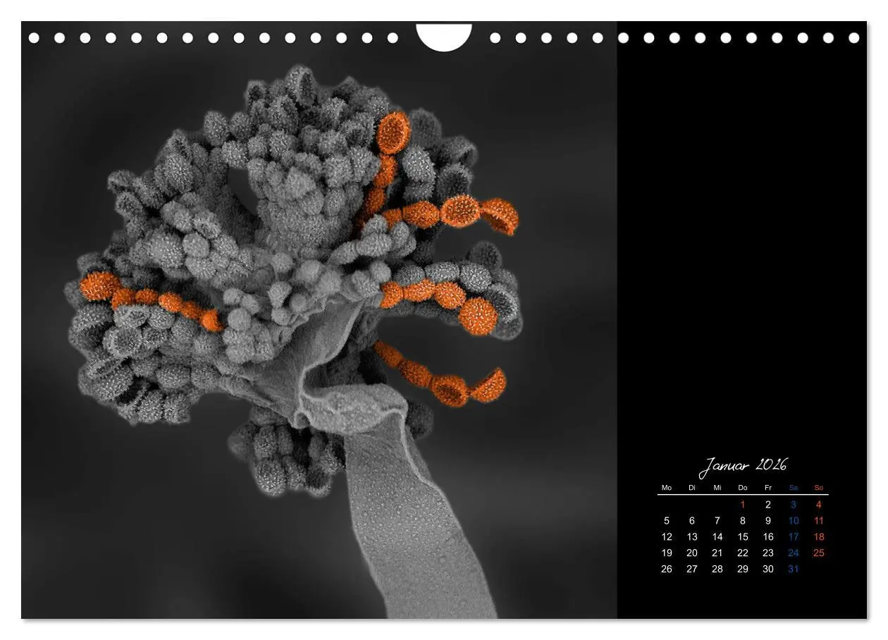 Bild: 9783457840016 | strucTEMs Mikrowelt - Winzige Nachbarn ganz groß (Wandkalender 2026...