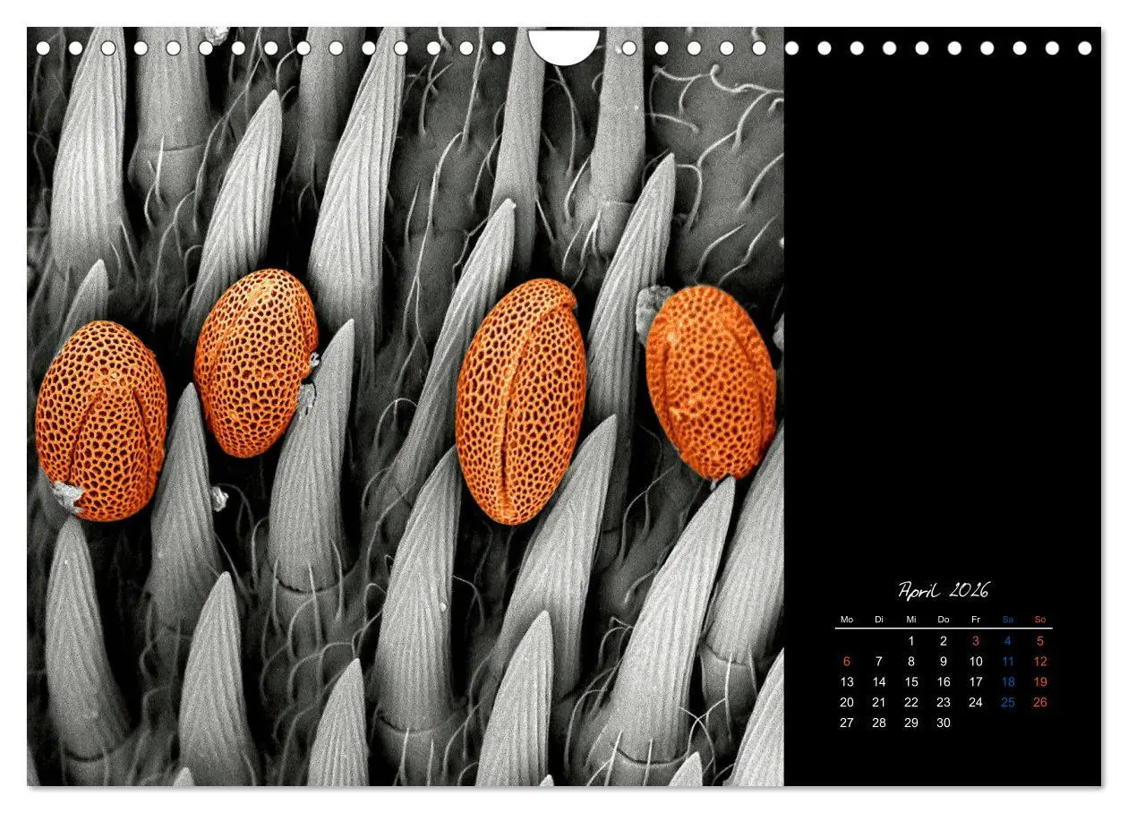 Bild: 9783457840016 | strucTEMs Mikrowelt - Winzige Nachbarn ganz groß (Wandkalender 2026...