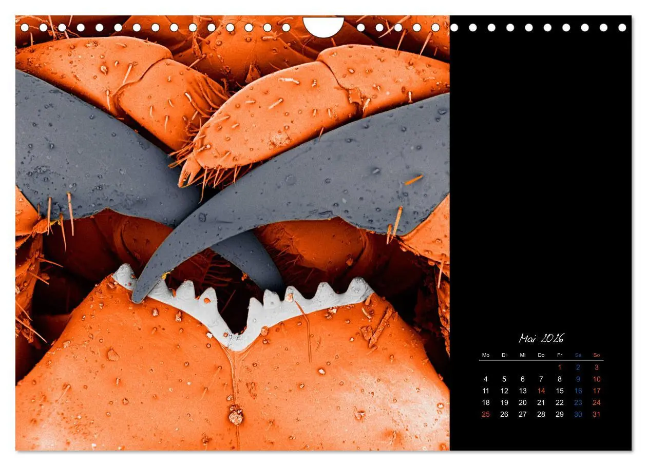 Bild: 9783457840016 | strucTEMs Mikrowelt - Winzige Nachbarn ganz groß (Wandkalender 2026...