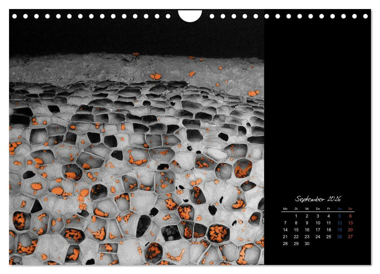 Bild: 9783457840016 | strucTEMs Mikrowelt - Winzige Nachbarn ganz groß (Wandkalender 2026...