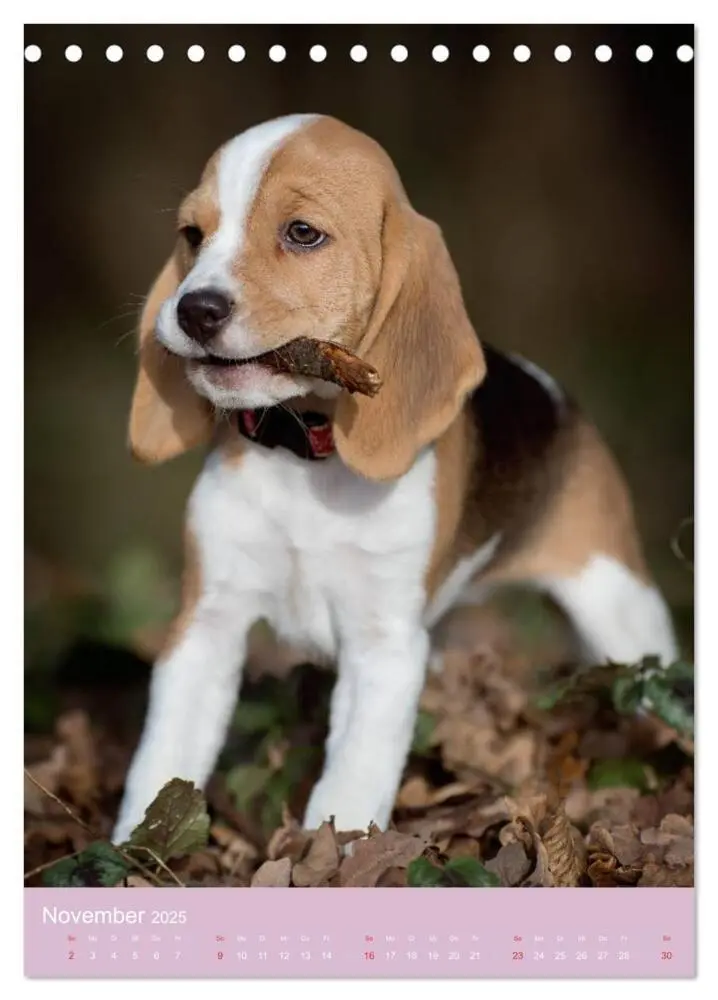 Bild: 9783457040416 | Tierkinder Hunde und Katzen (Tischkalender 2025 DIN A5 hoch),...