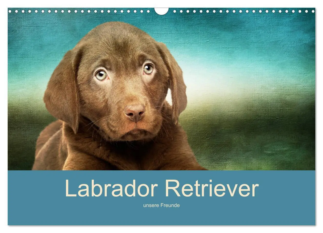 Cover: 9783457730416 | Labrador Retriever unsere Freunde (Wandkalender 2026 DIN A3 quer),...