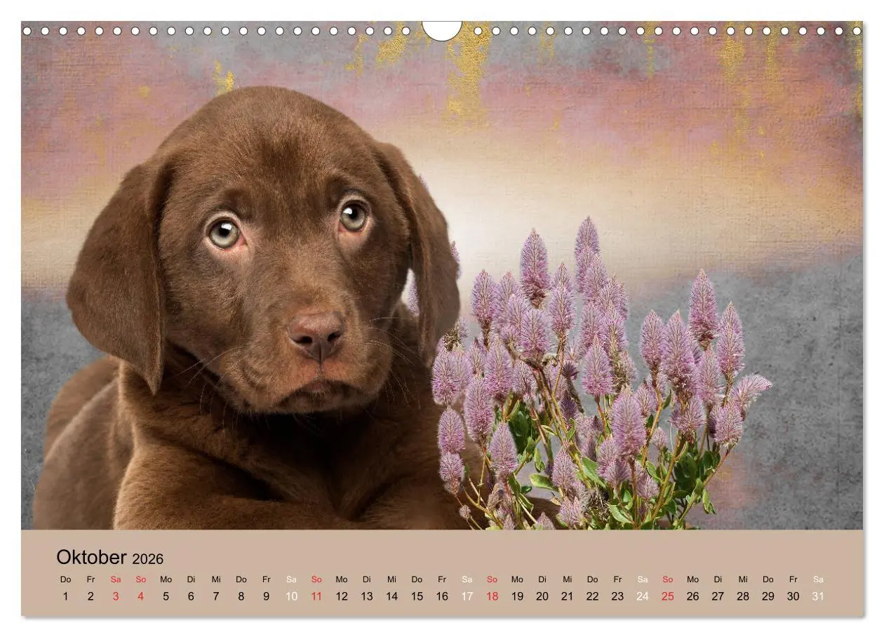 Bild: 9783457730416 | Labrador Retriever unsere Freunde (Wandkalender 2026 DIN A3 quer),...