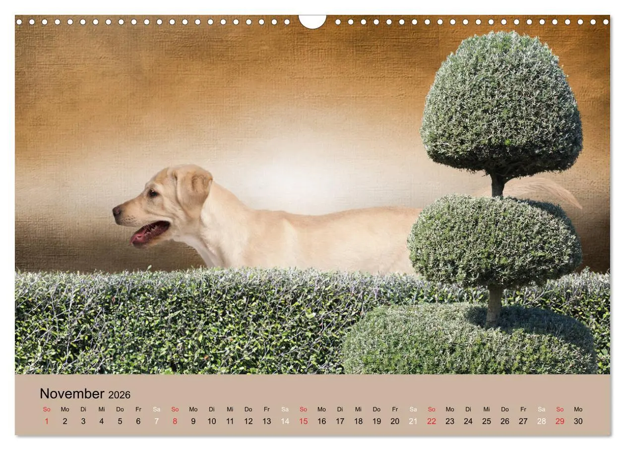 Bild: 9783457730416 | Labrador Retriever unsere Freunde (Wandkalender 2026 DIN A3 quer),...