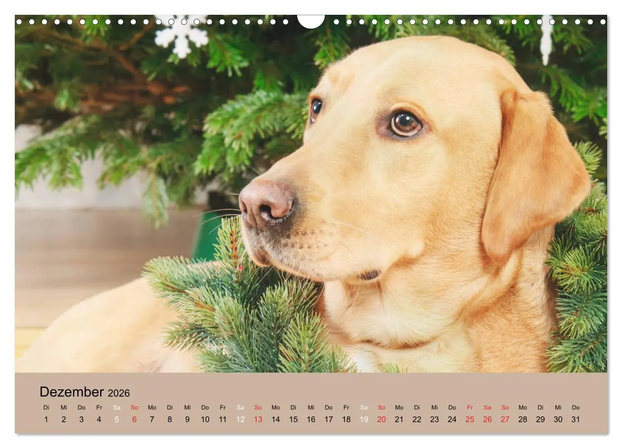 Bild: 9783457730416 | Labrador Retriever unsere Freunde (Wandkalender 2026 DIN A3 quer),...