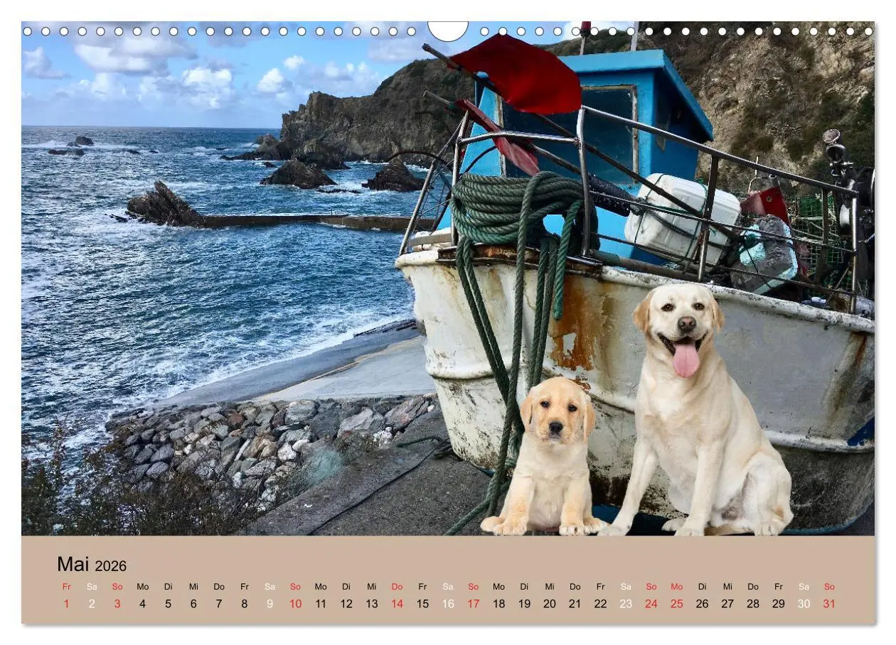 Bild: 9783457730416 | Labrador Retriever unsere Freunde (Wandkalender 2026 DIN A3 quer),...