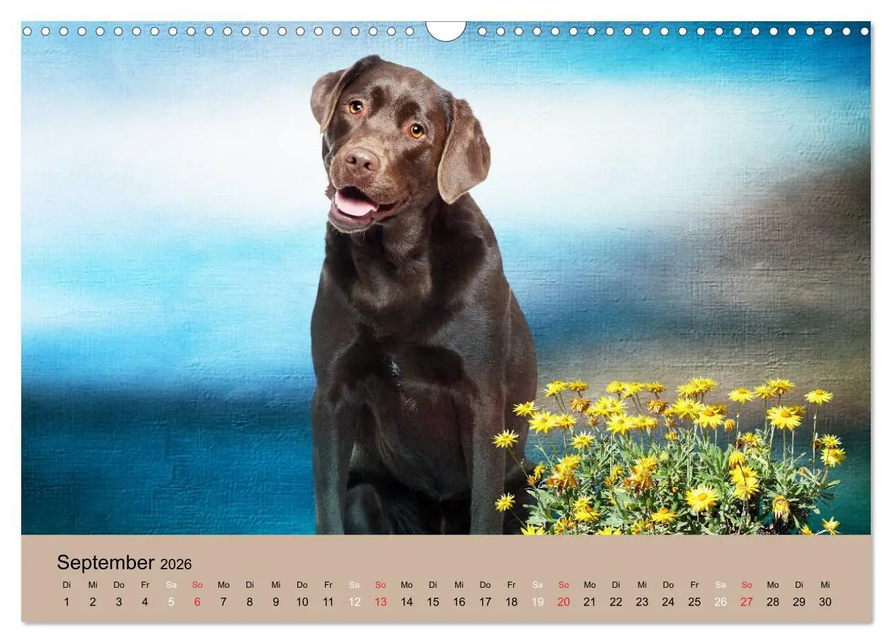 Bild: 9783457730416 | Labrador Retriever unsere Freunde (Wandkalender 2026 DIN A3 quer),...