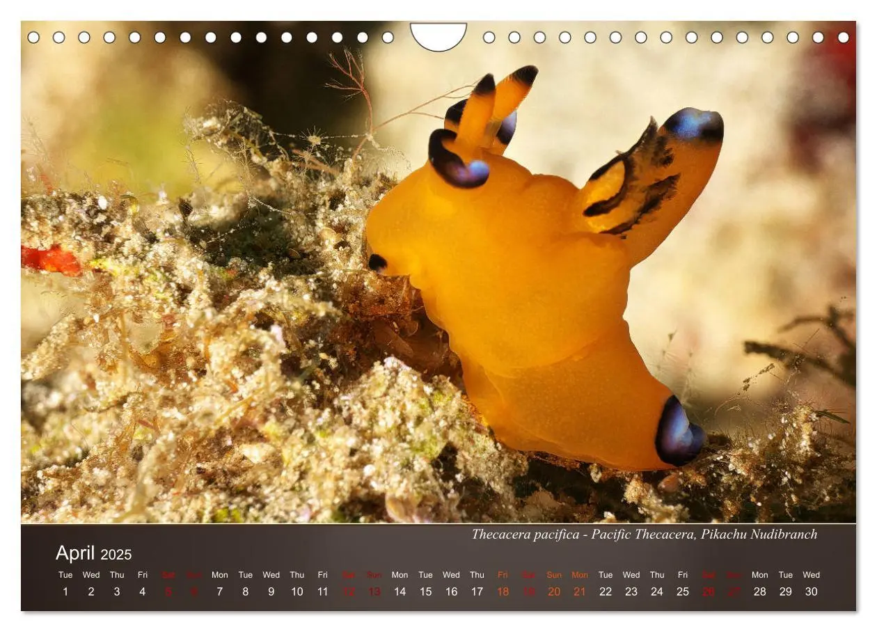 Bild: 9781325940516 | Nudibranchs on the ocean floor (Wall Calendar 2025 DIN A4...