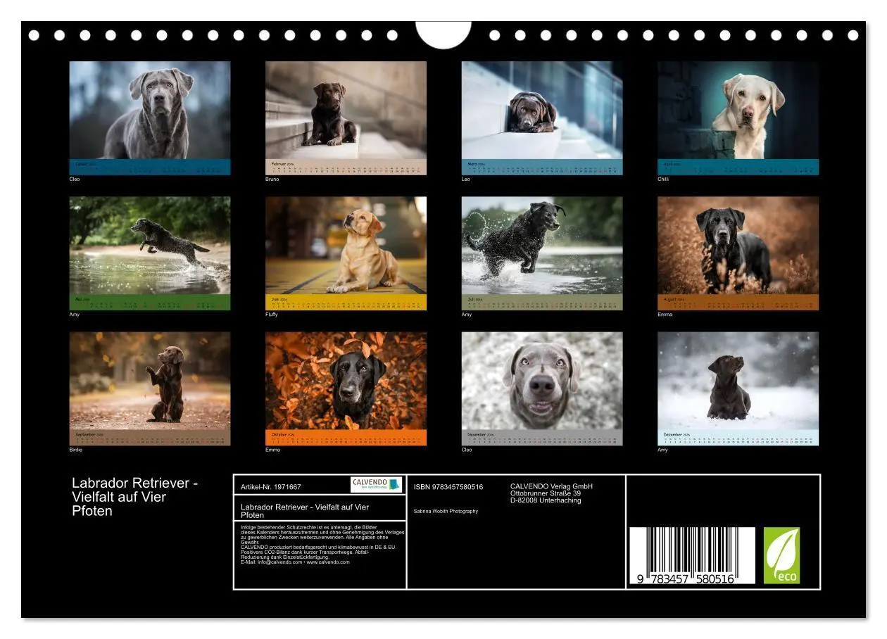 Bild: 9783457580516 | Labrador Retriever - Vielfalt auf Vier Pfoten (Wandkalender 2026...