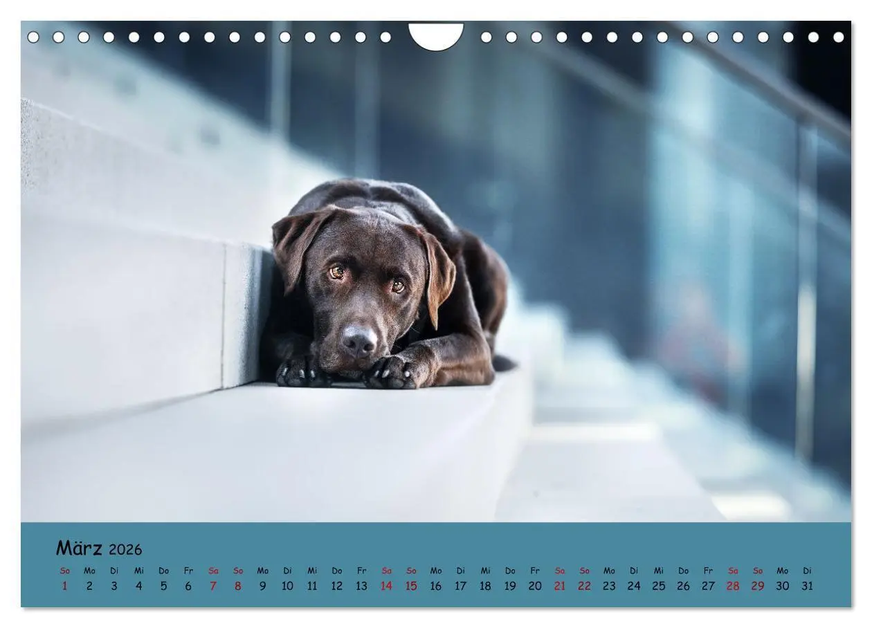 Bild: 9783457580516 | Labrador Retriever - Vielfalt auf Vier Pfoten (Wandkalender 2026...