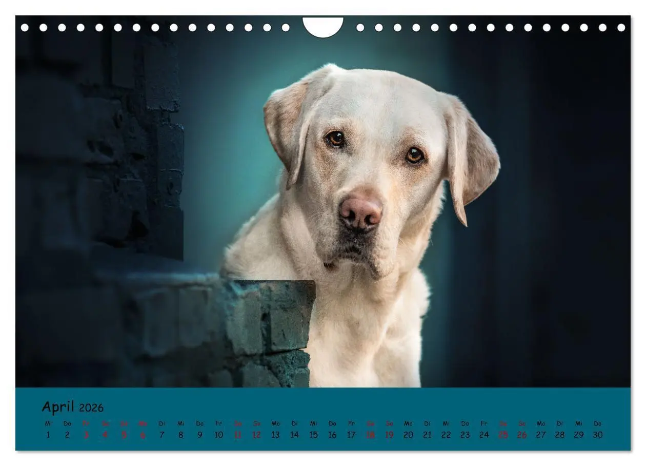 Bild: 9783457580516 | Labrador Retriever - Vielfalt auf Vier Pfoten (Wandkalender 2026...