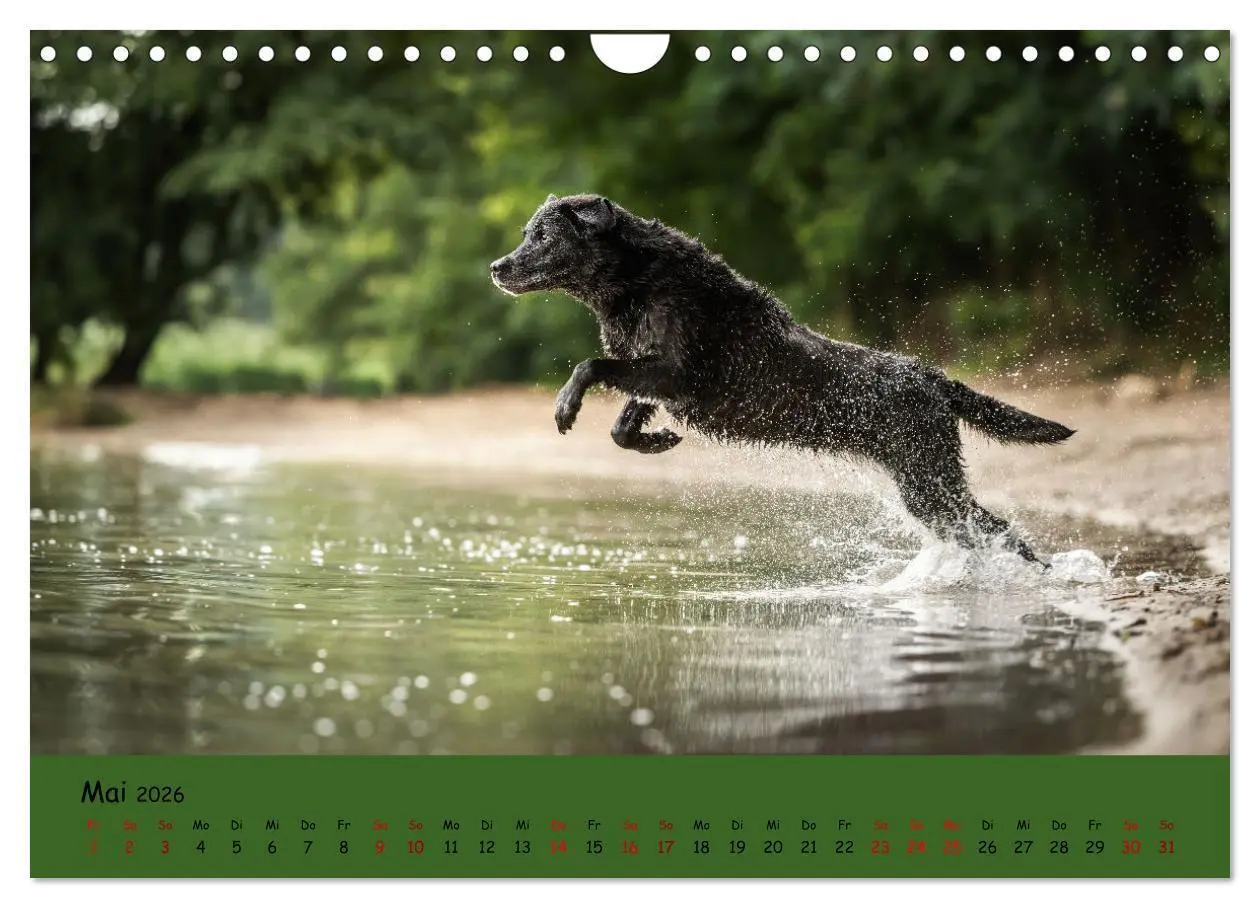 Bild: 9783457580516 | Labrador Retriever - Vielfalt auf Vier Pfoten (Wandkalender 2026...