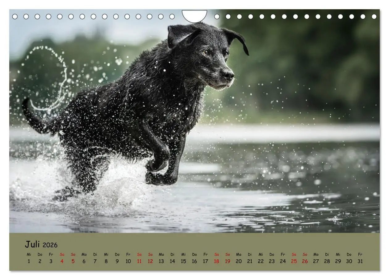 Bild: 9783457580516 | Labrador Retriever - Vielfalt auf Vier Pfoten (Wandkalender 2026...