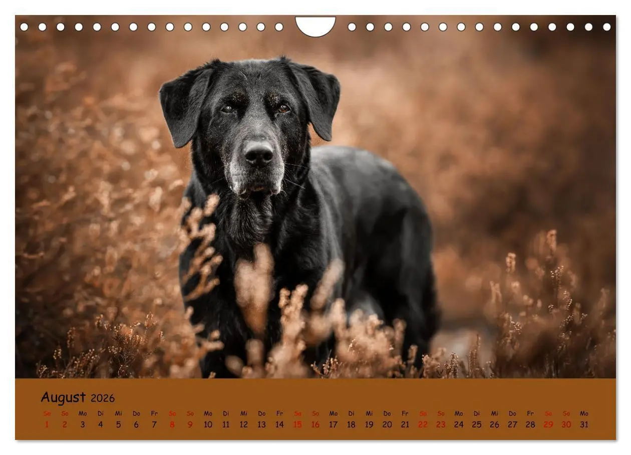 Bild: 9783457580516 | Labrador Retriever - Vielfalt auf Vier Pfoten (Wandkalender 2026...