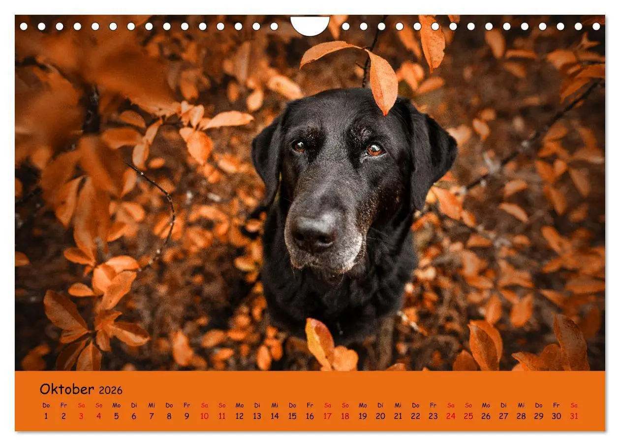 Bild: 9783457580516 | Labrador Retriever - Vielfalt auf Vier Pfoten (Wandkalender 2026...