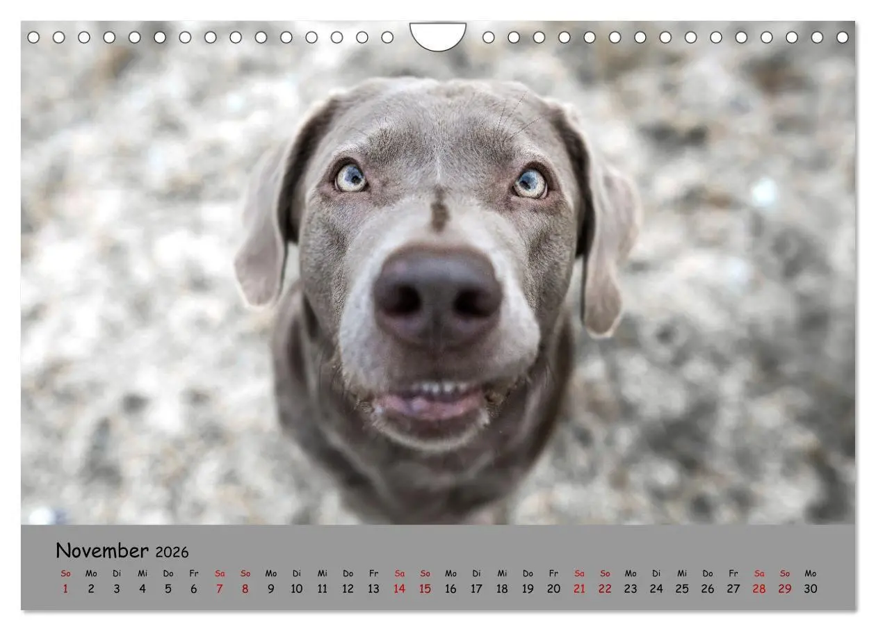 Bild: 9783457580516 | Labrador Retriever - Vielfalt auf Vier Pfoten (Wandkalender 2026...