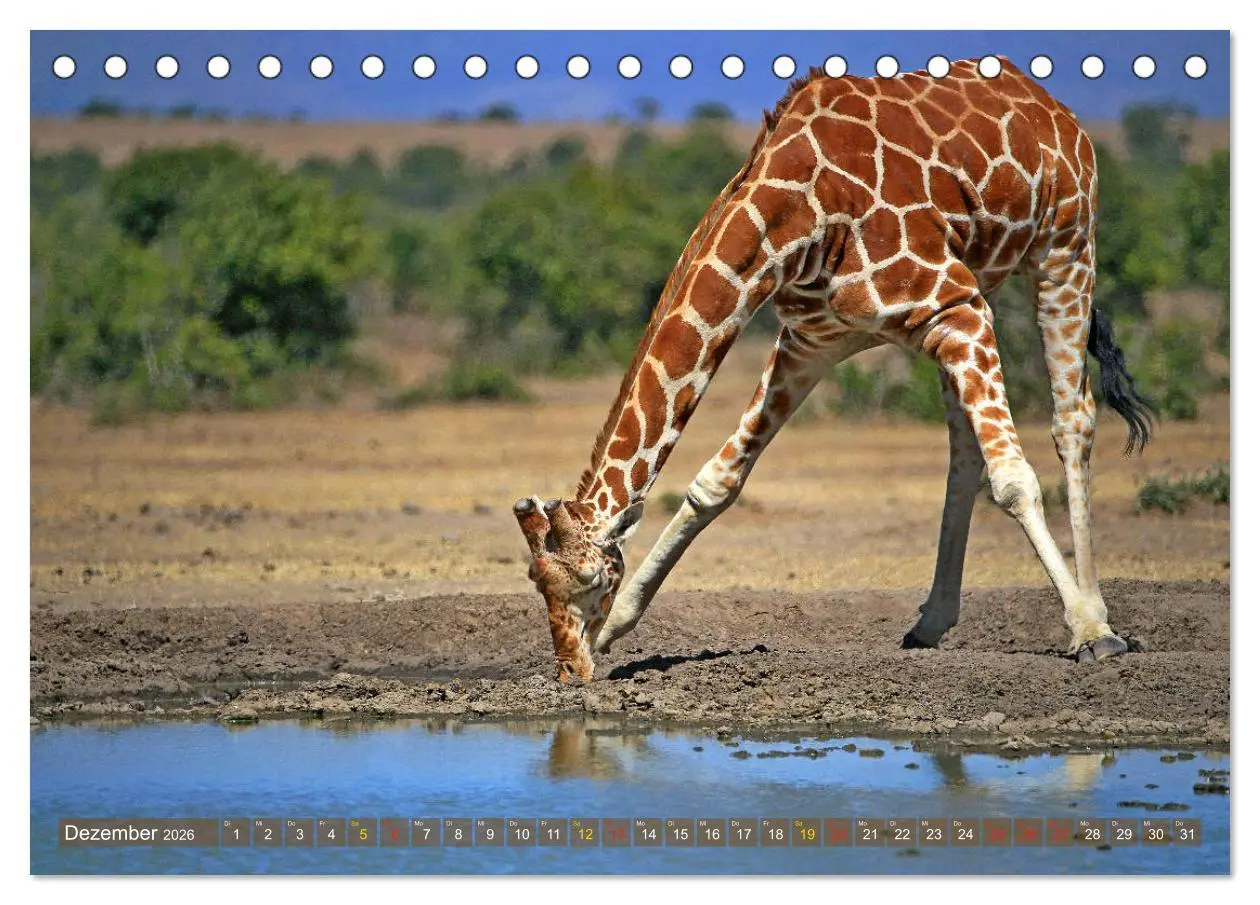Bild: 9783516050516 | Giraffen - Sanftheit und Anmut (Tischkalender 2026 DIN A5 quer),...