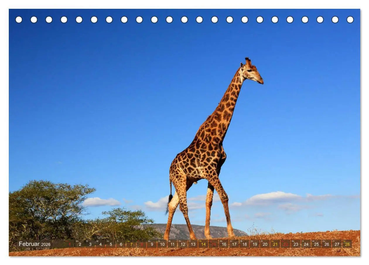 Bild: 9783516050516 | Giraffen - Sanftheit und Anmut (Tischkalender 2026 DIN A5 quer),...