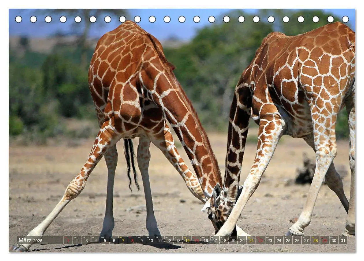 Bild: 9783516050516 | Giraffen - Sanftheit und Anmut (Tischkalender 2026 DIN A5 quer),...