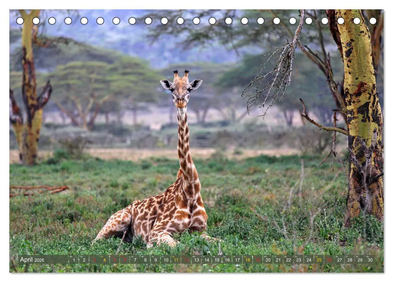Bild: 9783516050516 | Giraffen - Sanftheit und Anmut (Tischkalender 2026 DIN A5 quer),...