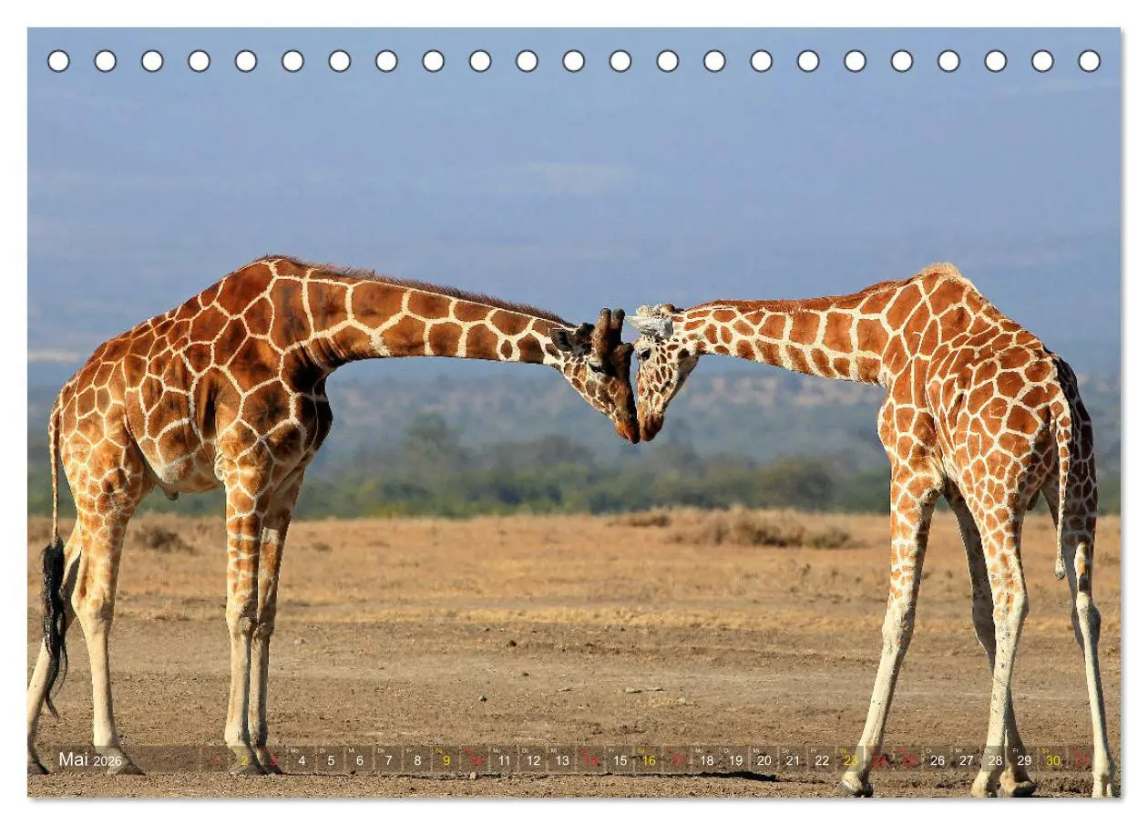 Bild: 9783516050516 | Giraffen - Sanftheit und Anmut (Tischkalender 2026 DIN A5 quer),...