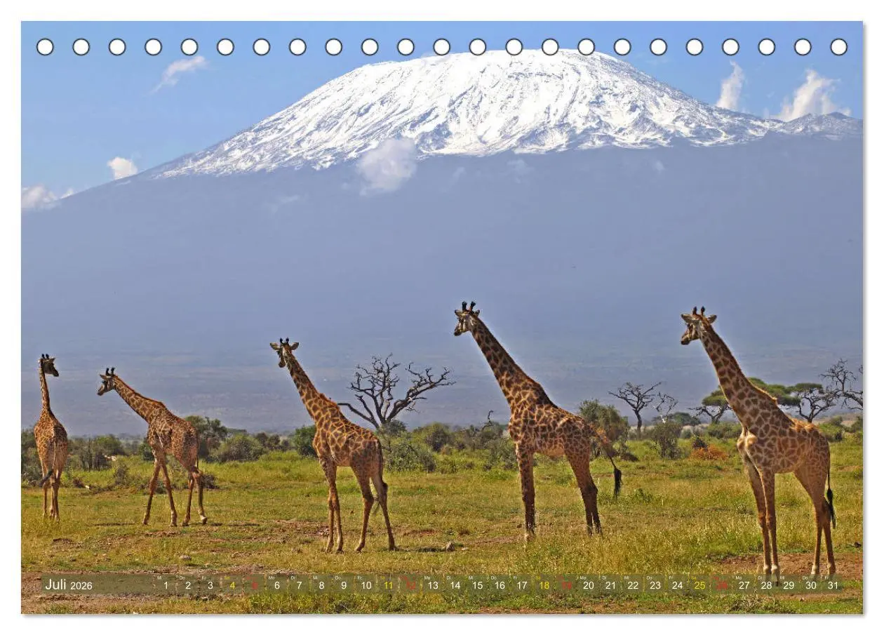 Bild: 9783516050516 | Giraffen - Sanftheit und Anmut (Tischkalender 2026 DIN A5 quer),...