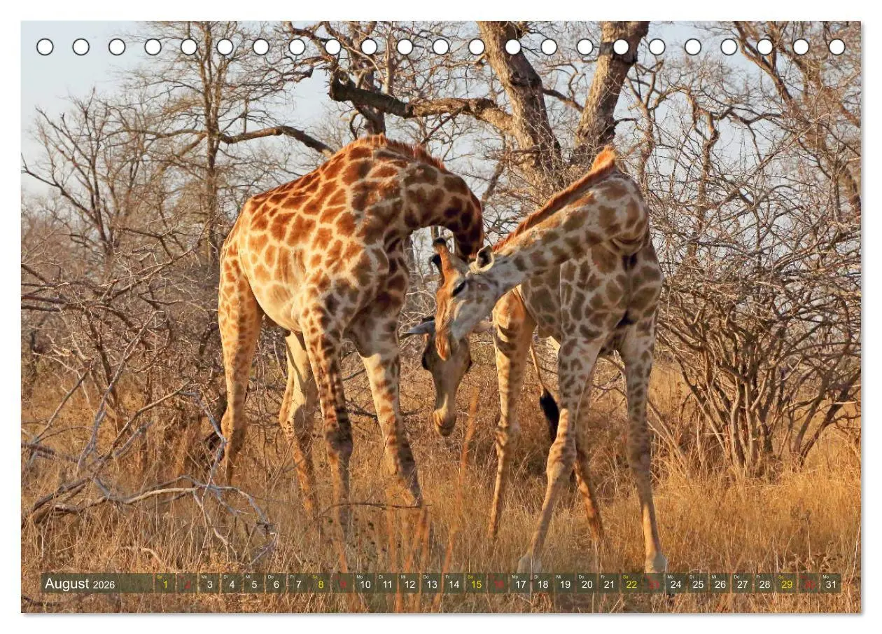 Bild: 9783516050516 | Giraffen - Sanftheit und Anmut (Tischkalender 2026 DIN A5 quer),...