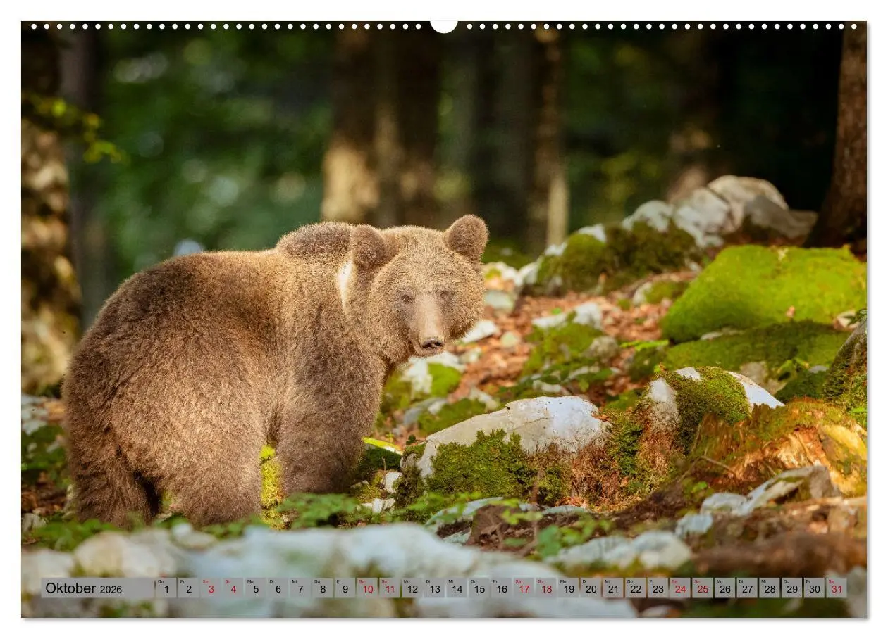 Bild: 9783457260616 | Krafttier Bär (hochwertiger Premium Wandkalender 2026 DIN A2 quer),...
