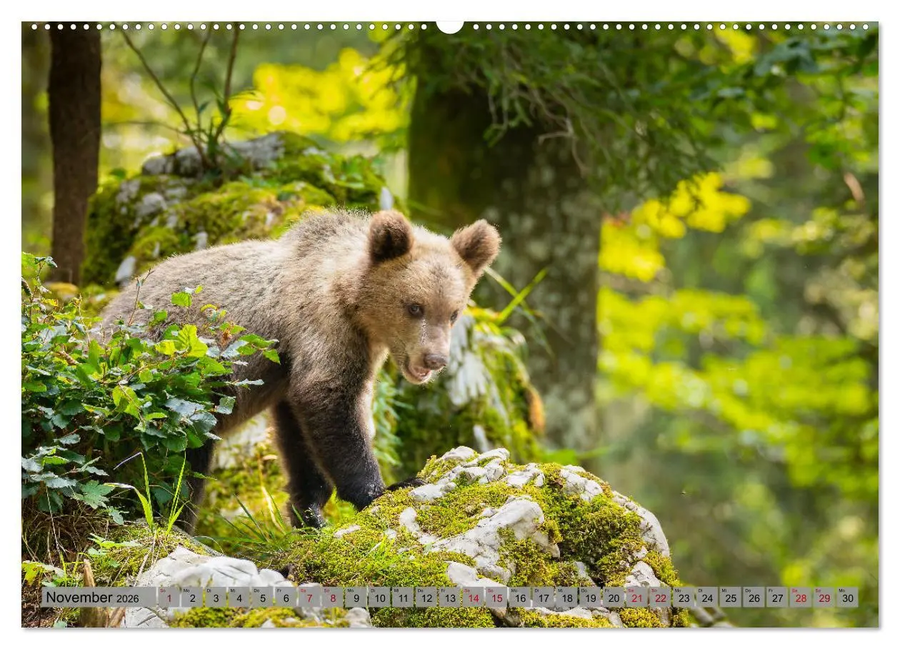 Bild: 9783457260616 | Krafttier Bär (hochwertiger Premium Wandkalender 2026 DIN A2 quer),...
