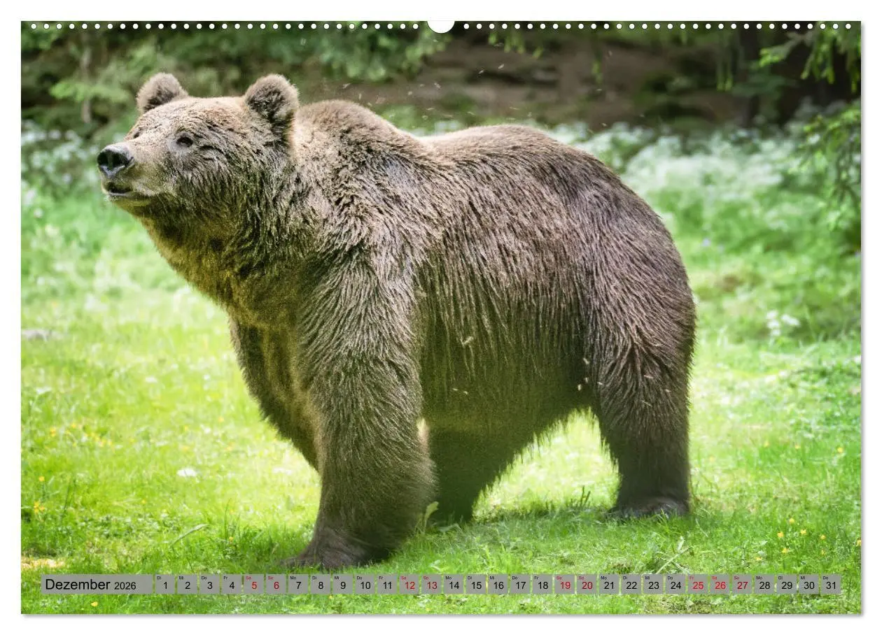 Bild: 9783457260616 | Krafttier Bär (hochwertiger Premium Wandkalender 2026 DIN A2 quer),...