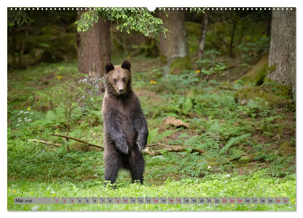 Bild: 9783457260616 | Krafttier Bär (hochwertiger Premium Wandkalender 2026 DIN A2 quer),...