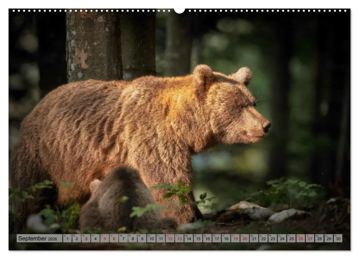 Bild: 9783457260616 | Krafttier Bär (hochwertiger Premium Wandkalender 2026 DIN A2 quer),...