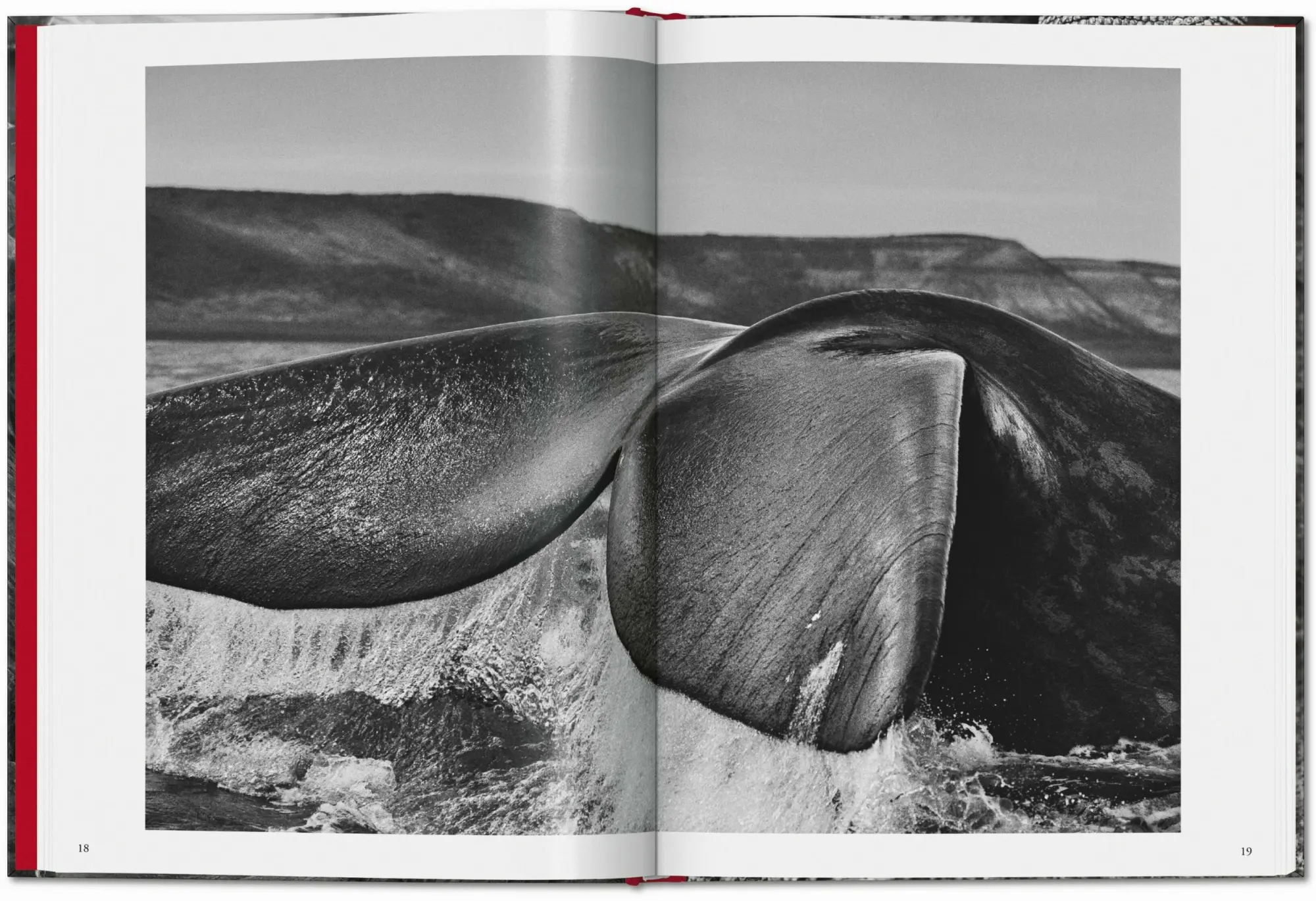 Bild: 9783754400616 | Sebastião Salgado. Genesis | Lélia Wanick Salgado | Buch | 192 S.