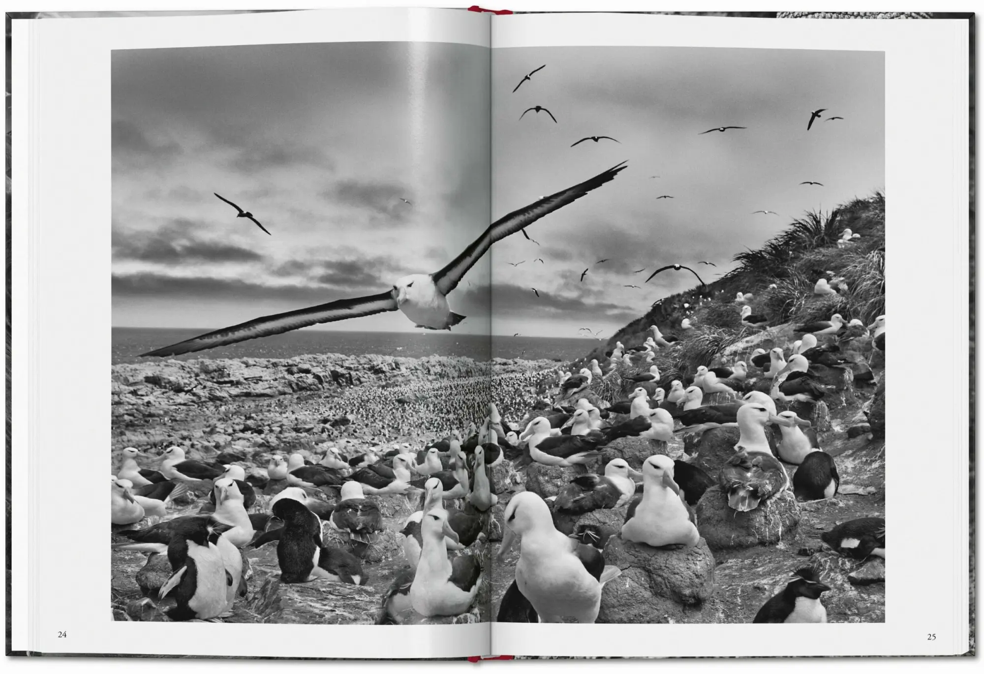 Bild: 9783754400616 | Sebastião Salgado. Genesis | Lélia Wanick Salgado | Buch | 192 S.