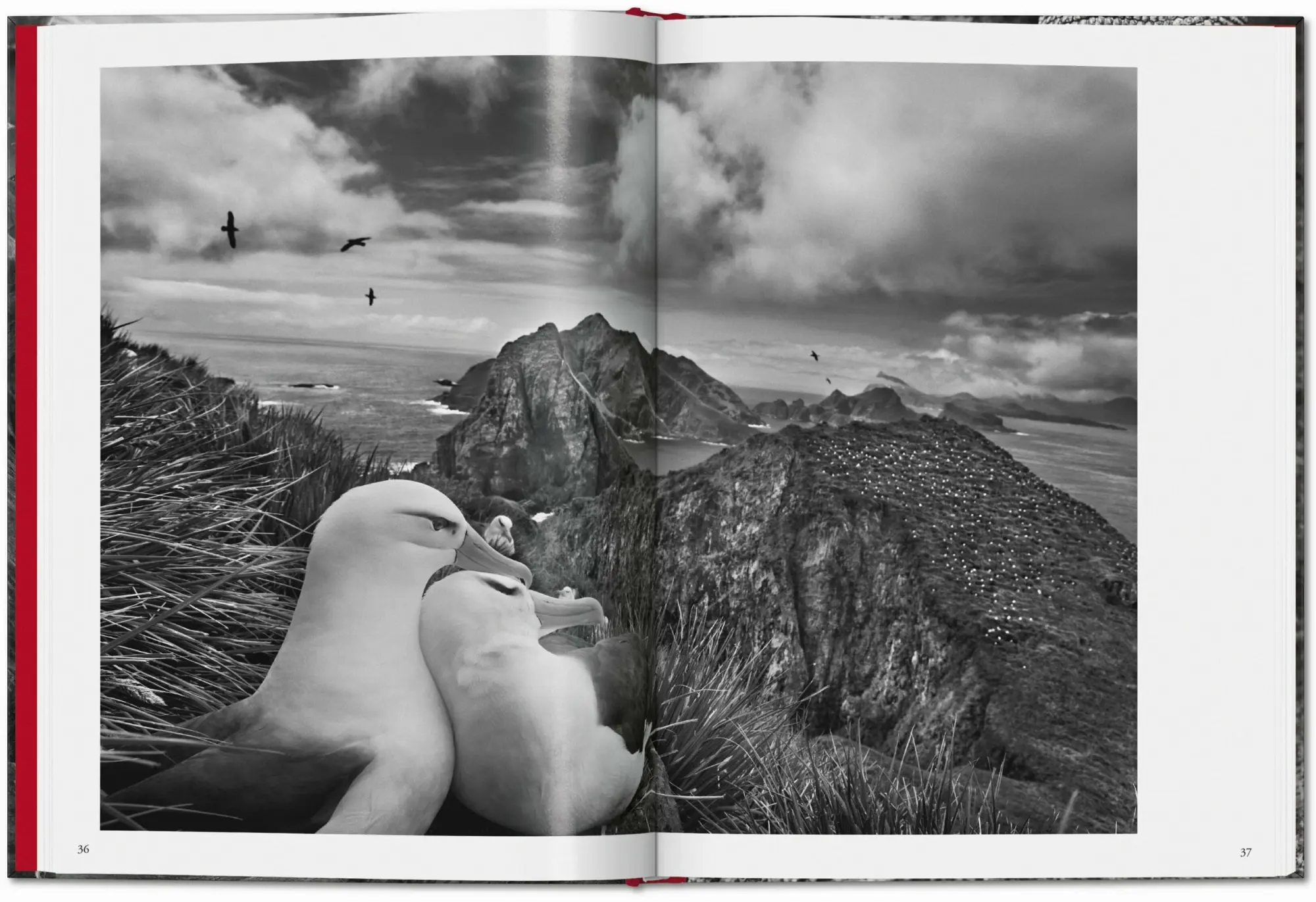Bild: 9783754400616 | Sebastião Salgado. Genesis | Lélia Wanick Salgado | Buch | 192 S.