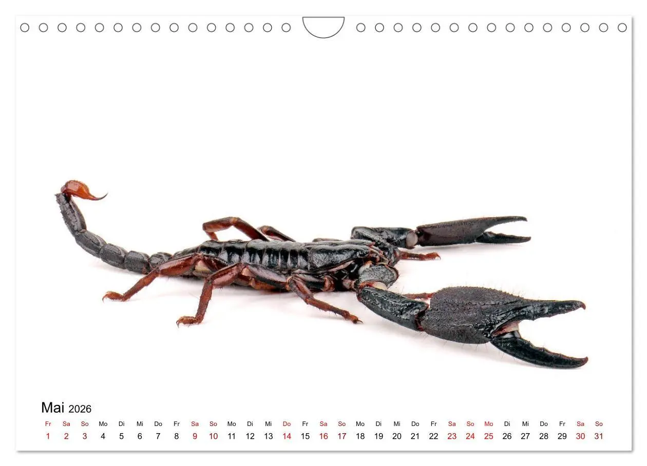 Bild: 9783457930816 | WIRBELLOS (Wandkalender 2026 DIN A4 quer), CALVENDO Monatskalender