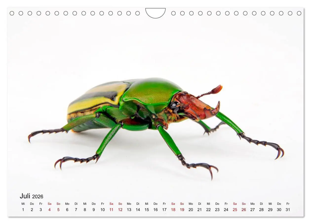 Bild: 9783457930816 | WIRBELLOS (Wandkalender 2026 DIN A4 quer), CALVENDO Monatskalender