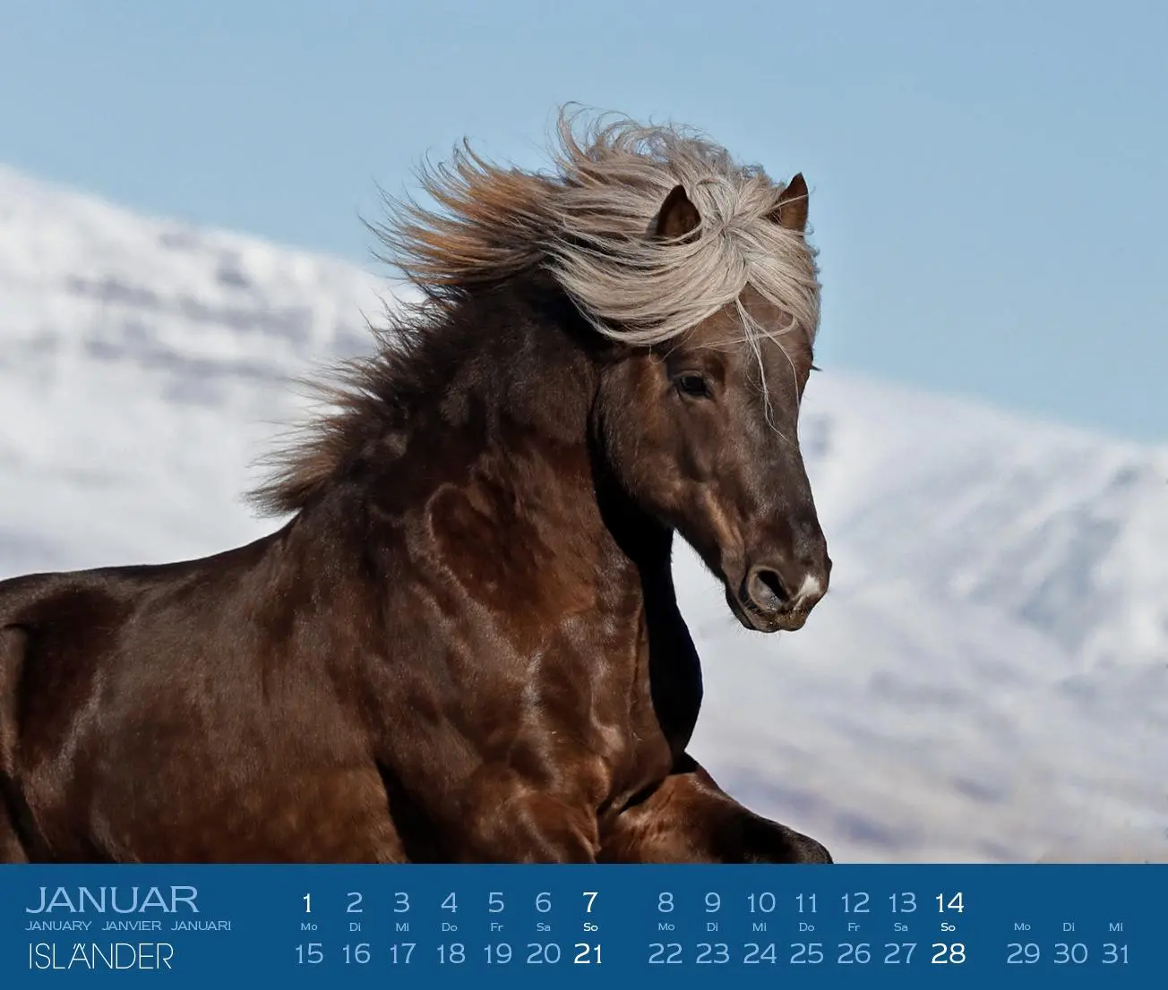 Bild: 9783964120816 | Isländer 2026 | Isländische Pferde | Gabriele Boiselle | Kalender