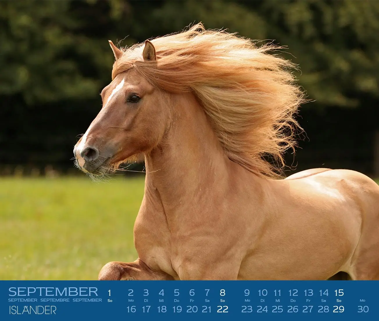 Bild: 9783964120816 | Isländer 2026 | Isländische Pferde | Gabriele Boiselle | Kalender