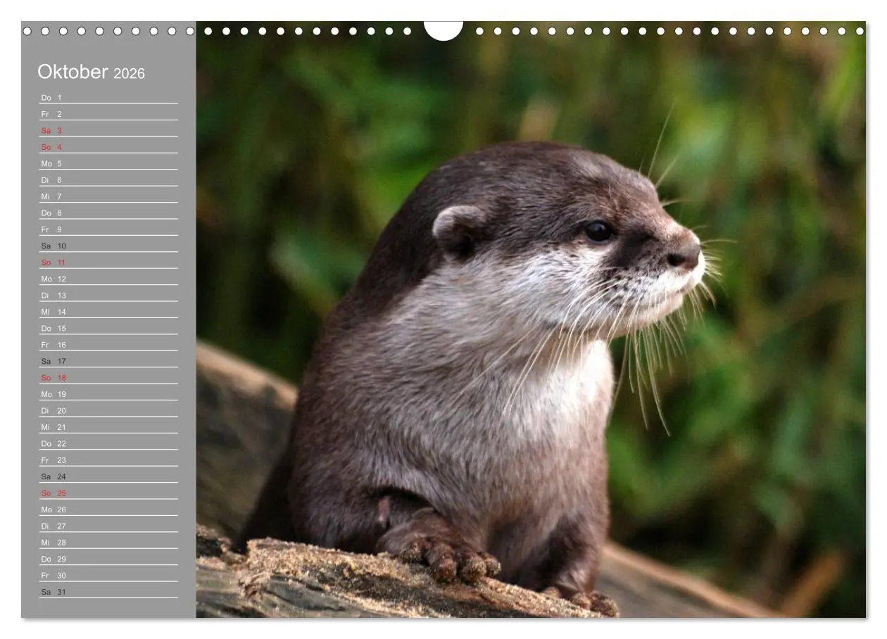 Bild: 9783516010916 | Otter. Frech, laut und clever (Wandkalender 2026 DIN A3 quer),...
