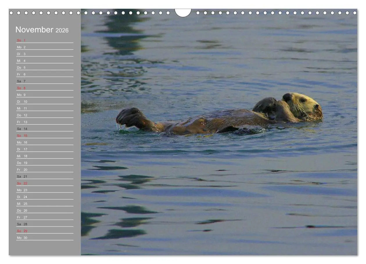Bild: 9783516010916 | Otter. Frech, laut und clever (Wandkalender 2026 DIN A3 quer),...